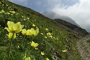 20 La sterrata-gippabile abbellita da fiori di pulsatilla alpina sulfurea